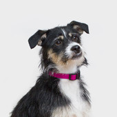 Wildebeest Fuchsia Funston Classic Dog Collar - Front, Lifestyle