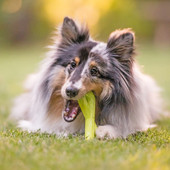 P.L.A.Y. Green ZoomieRex Fantas Outdoor Tug Dog Toy - Front/ Lifestyle