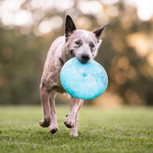 P.L.A.Y. Blue ZoomieRex InfiniDisc Outdoor Fetch Dog Toy - Front/ Lifestyle 