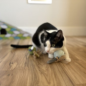 Fog City Pet x P.L.A.Y. Matcha Pops Catnip Plush Cat Toys - Front/ Lifestyle