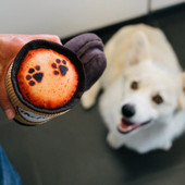 Play Pup Cup Café Doggo's Java Plush Dog Toy - Front, Lifestyle
