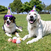 Chuckit! Birthday Ball Dog Toys, 3-Pack