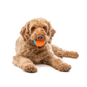 Guru Crunch & Squeak Ball Fetch Dog Toys, 2-Pack - Front/ Lifestyle