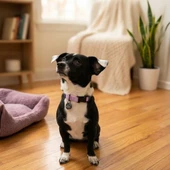 Fog City Pet Lavender Daily Wear Dog Collar - Front, Lifestyle