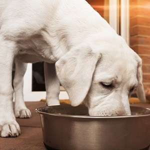 sweet potatoes and dcm in dogs