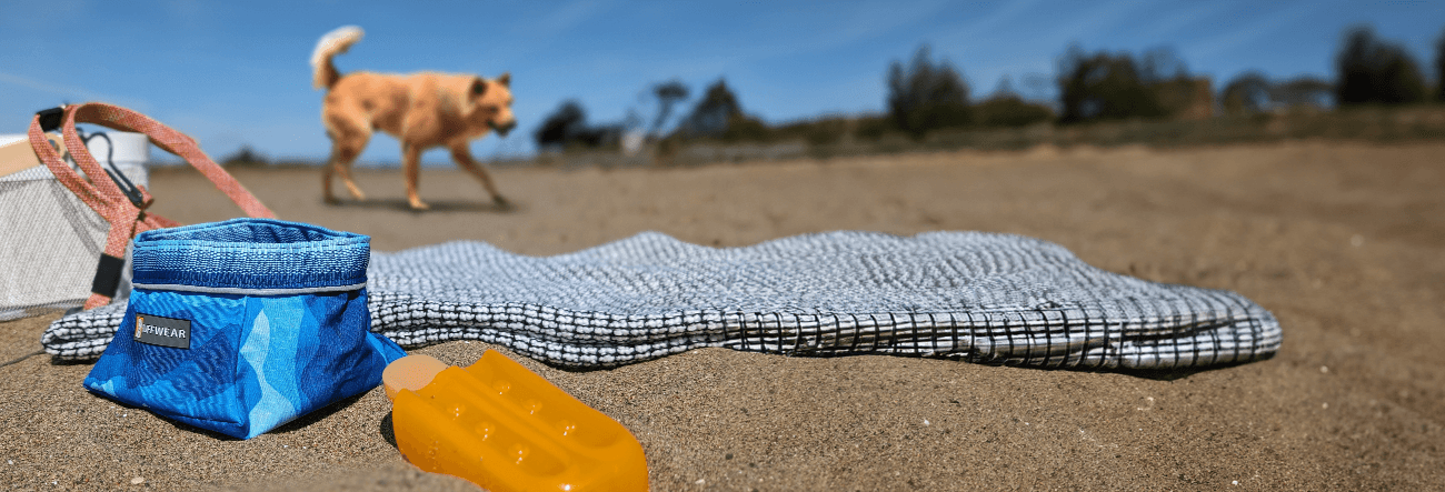 Close up on beach supplies as dog walks by in the background
