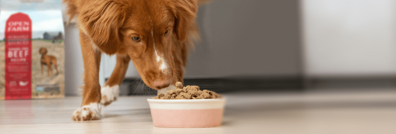 Dog eating open farm food