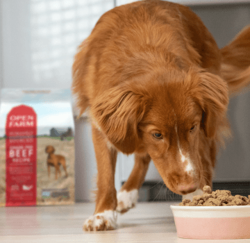 Dog eating open farm food