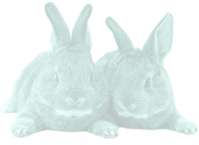 Two bunnies