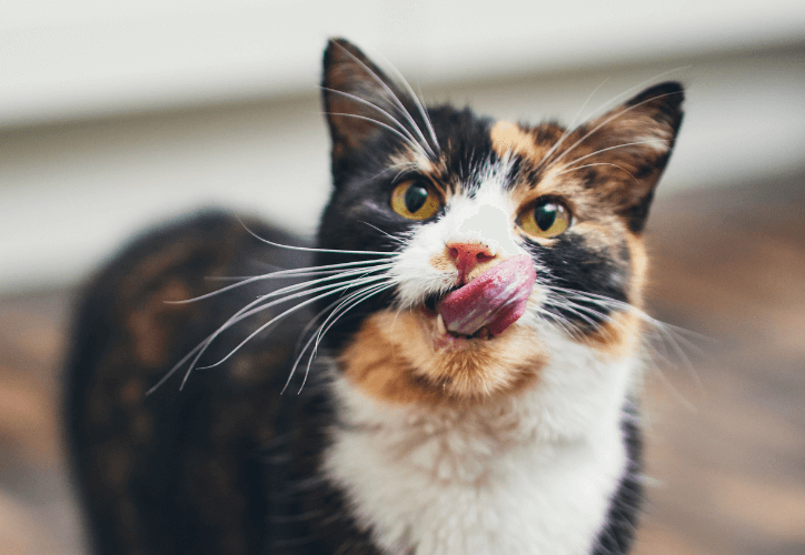 cat licking lips
