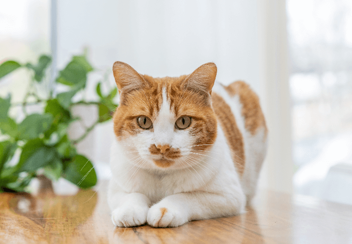 A ginger-and-white cat lies with its front paws tucked under its body on a wooden surface
