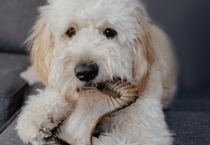 White dog sits on couch chewing benebone toy