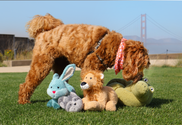 dog playing with fog city toys