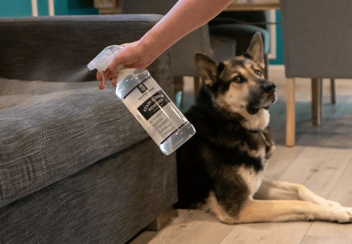 spiffy stain remover and cat