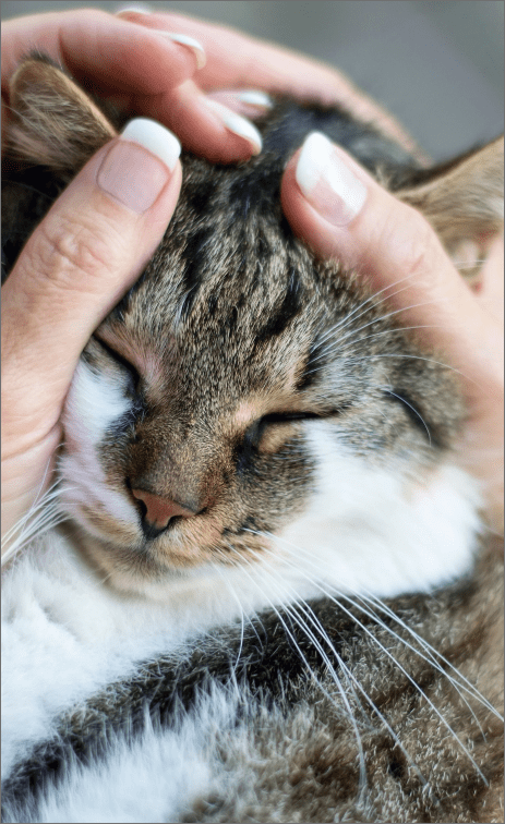 Person holding cat in hands