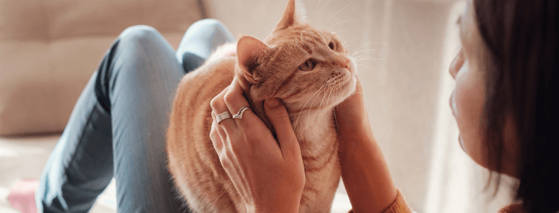 cat sitting in laps lovely indoor