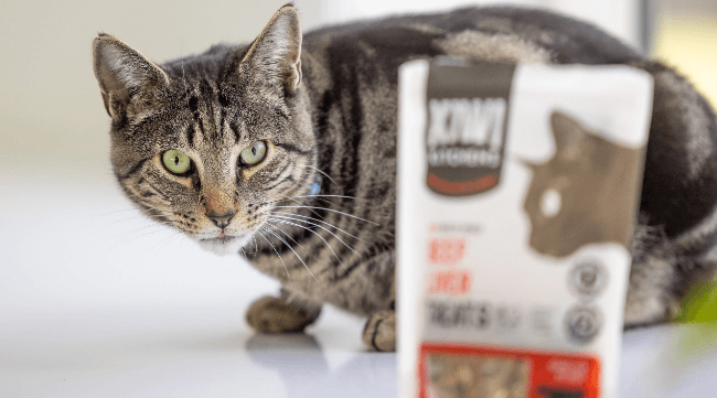 Cat staring at a bag of Kiwi Kitchens treats