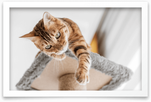 Cat laying on top of a cat tree