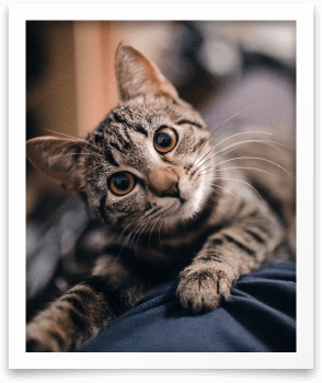 Cat head tilted on blue blanket