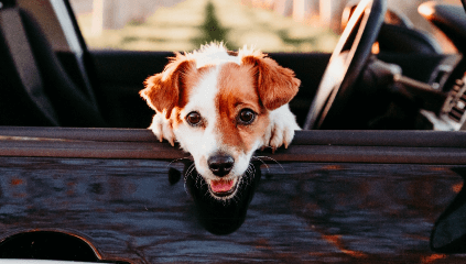 Dog leaning out of car window