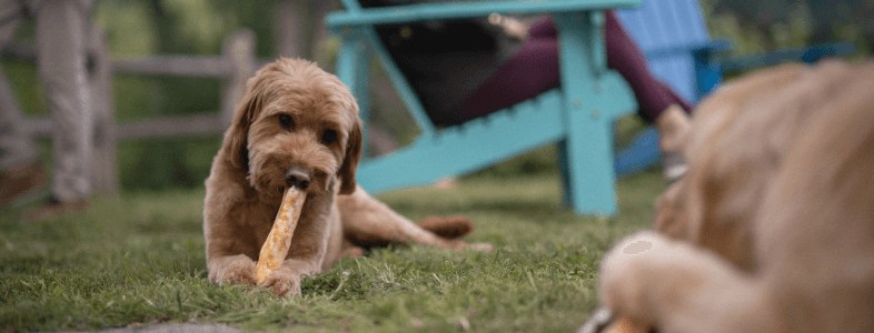 Dog chewing on dog stick