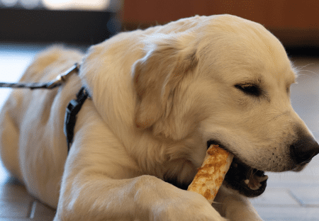 Dog chewing on treat