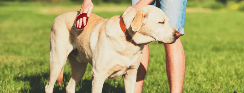 Dog in puppy training