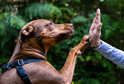 Dog high-fiving person in the woods