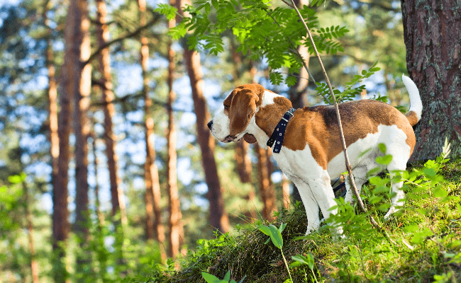 Dog in the woods looking around