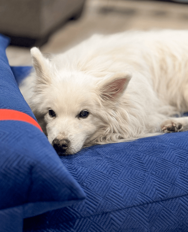 Dog laying on blue bed