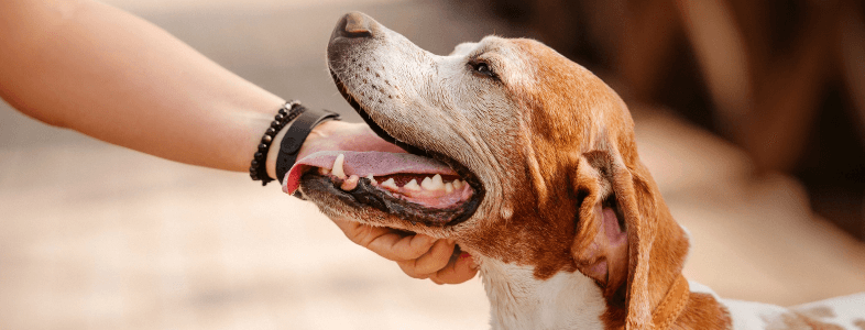 Dog laying their hand on persons hand