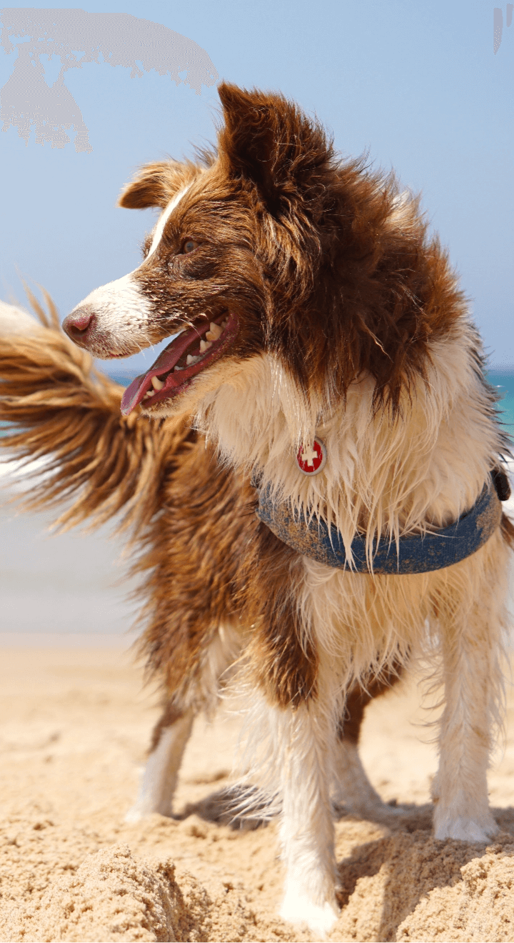 Dog on the beach