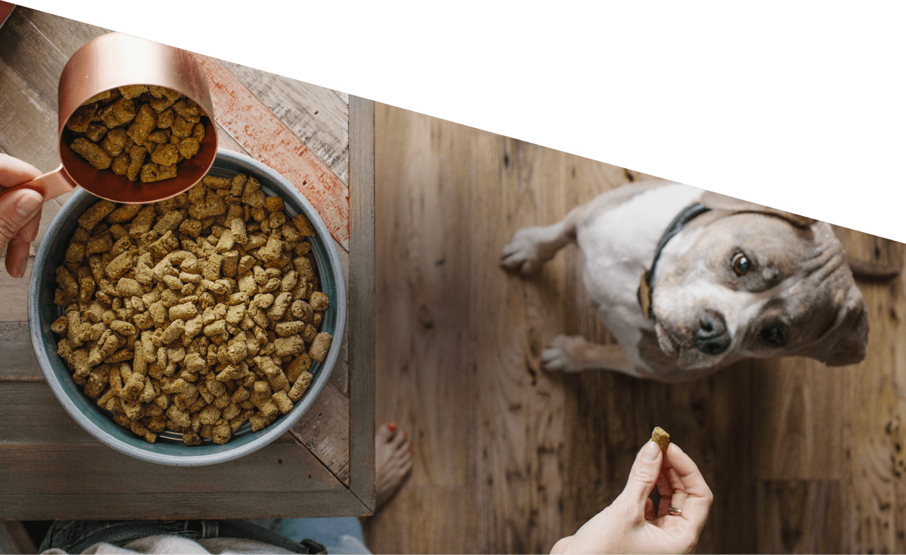 dog patiently waiting for food