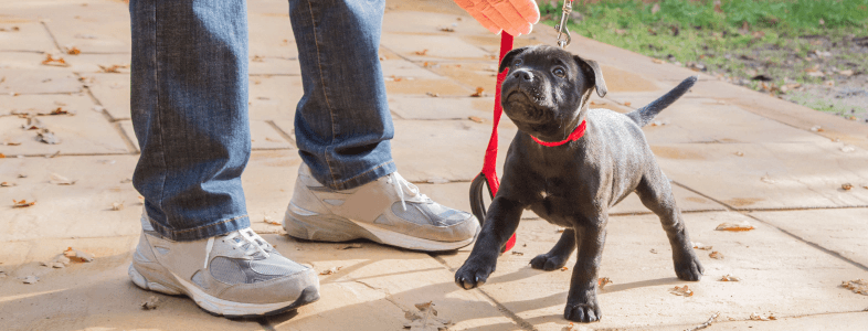 Dog in puppy training