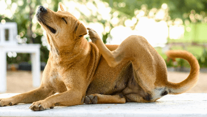 Dog scratching itself