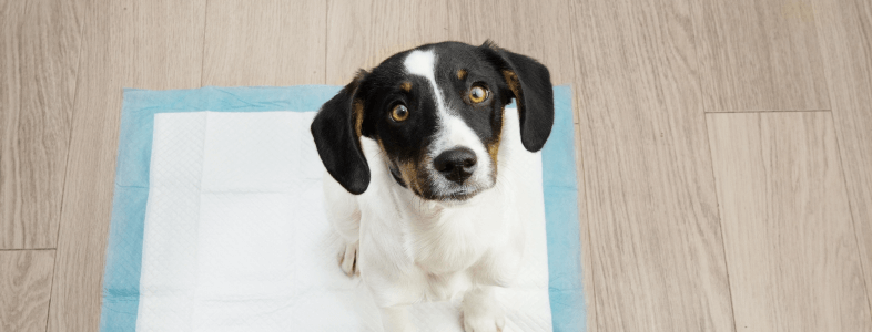 Dog sitting on pee pad