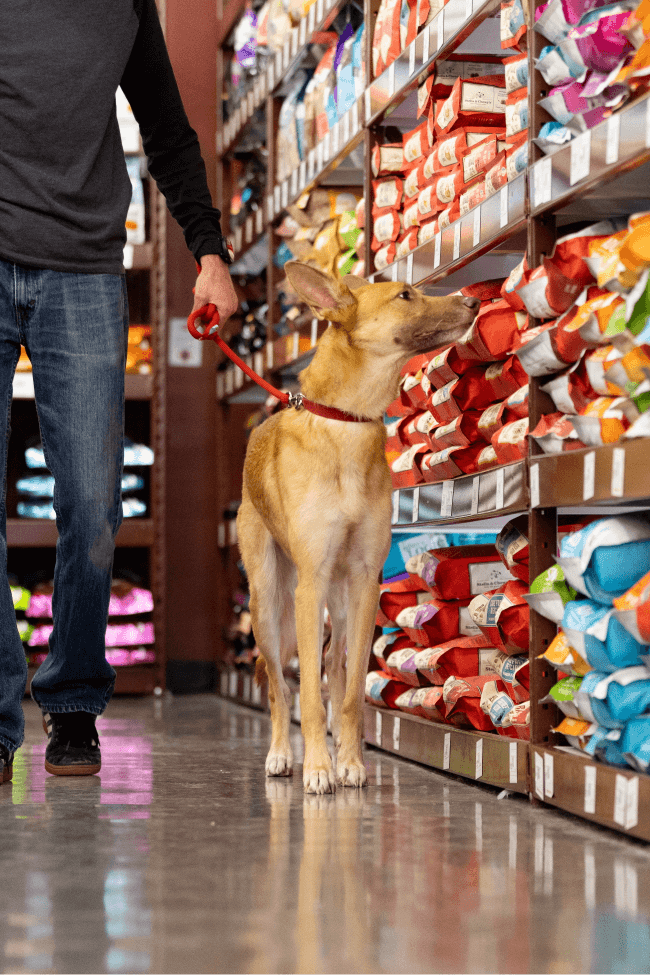 View from behind of a boy holding a chihuahua