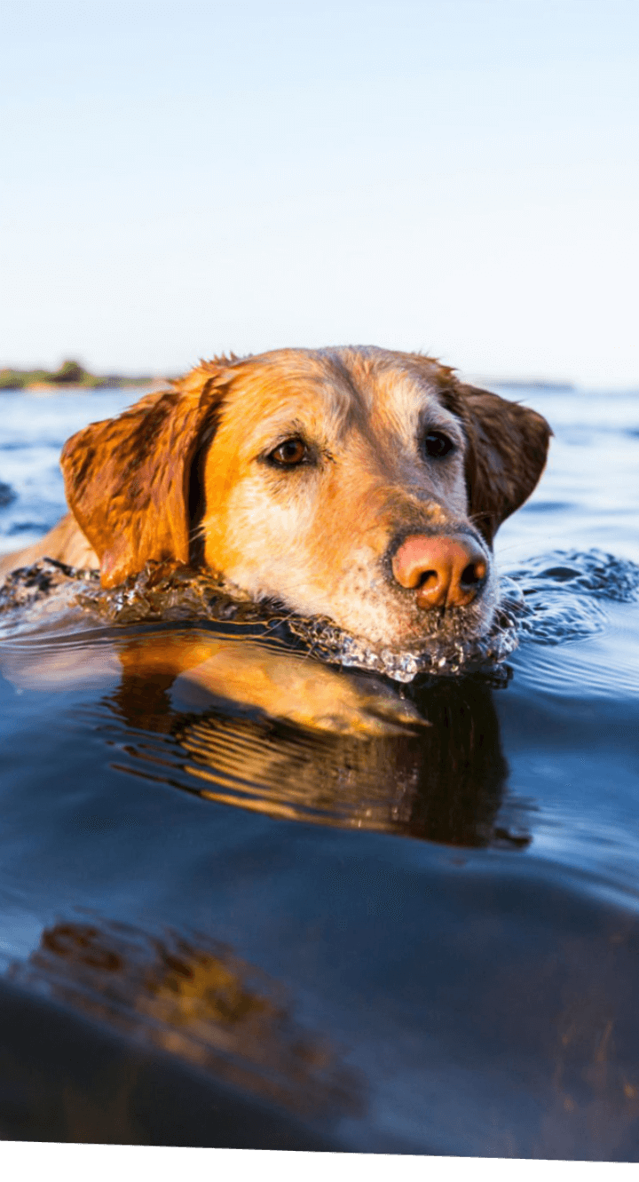 A dog swimming in a body of water