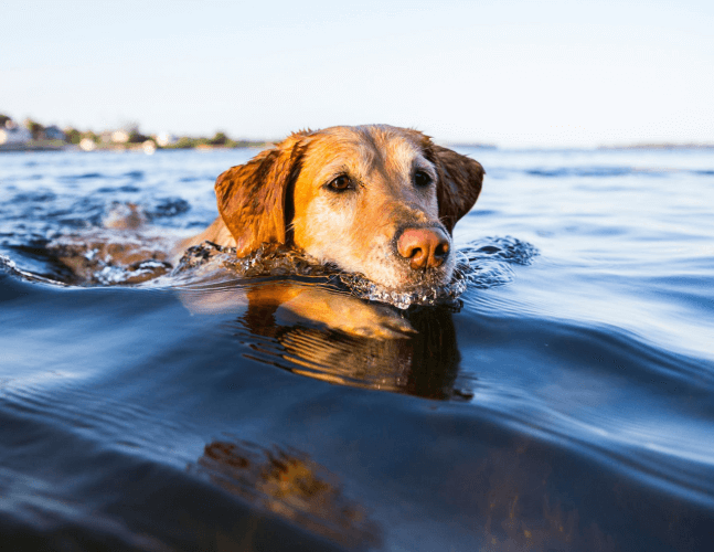 A dog swimming in a body of water