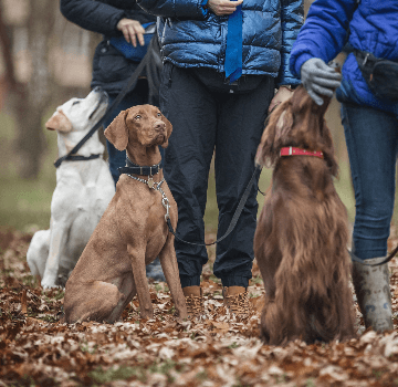 Shop Dog Toys & Play Items Online, Pet Express