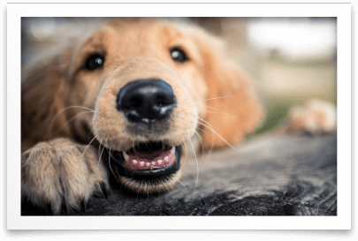 Dog on top of table smiling