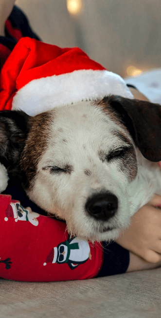 https://cdn11.bigcommerce.com/s-iakwzr7rs7/images/stencil/original/image-manager/gog-dog-wearing-santa-hat-sleeping.png