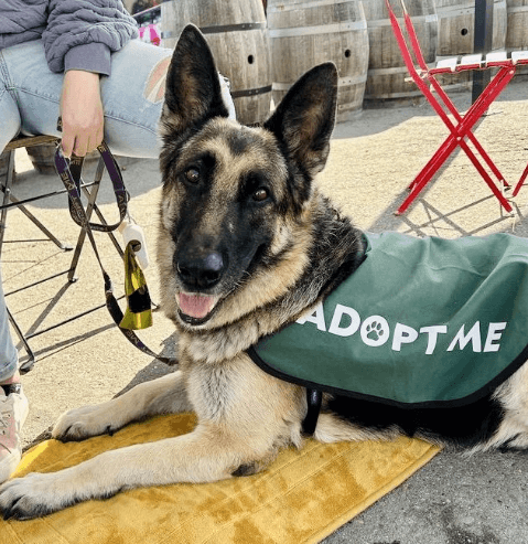 Dog laying down wearing adopt me vest