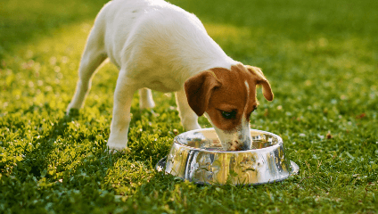 A jack russel terrier eats from a bowl in an outdoor scene