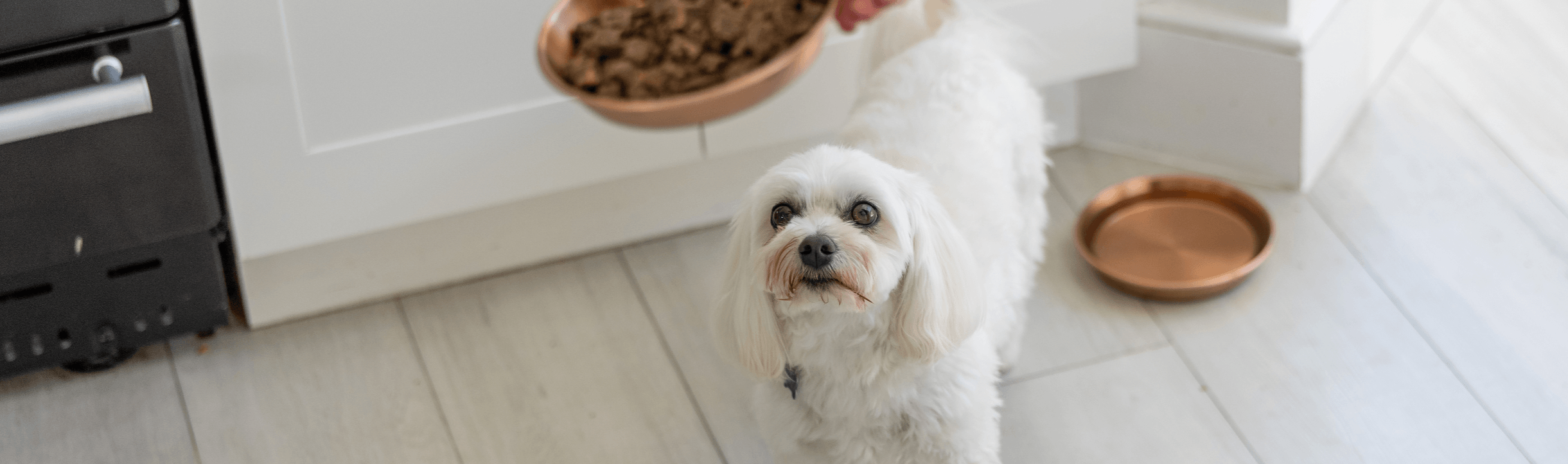 Bichon looking up at bowl of food