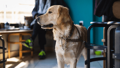 A dog stands calmly, leashed to a stool