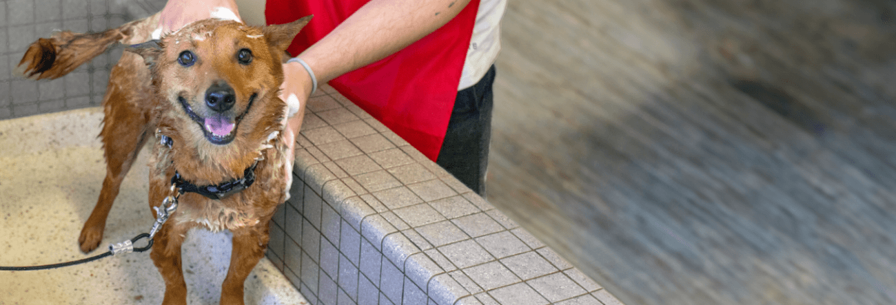 A dog being washed at a Pet Food Express Pet Wash station