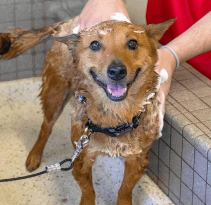 A dog being washed at a Pet Food Express Pet Wash station