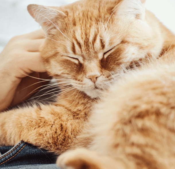 Pet Food Express Virtual Pet Fair 2022