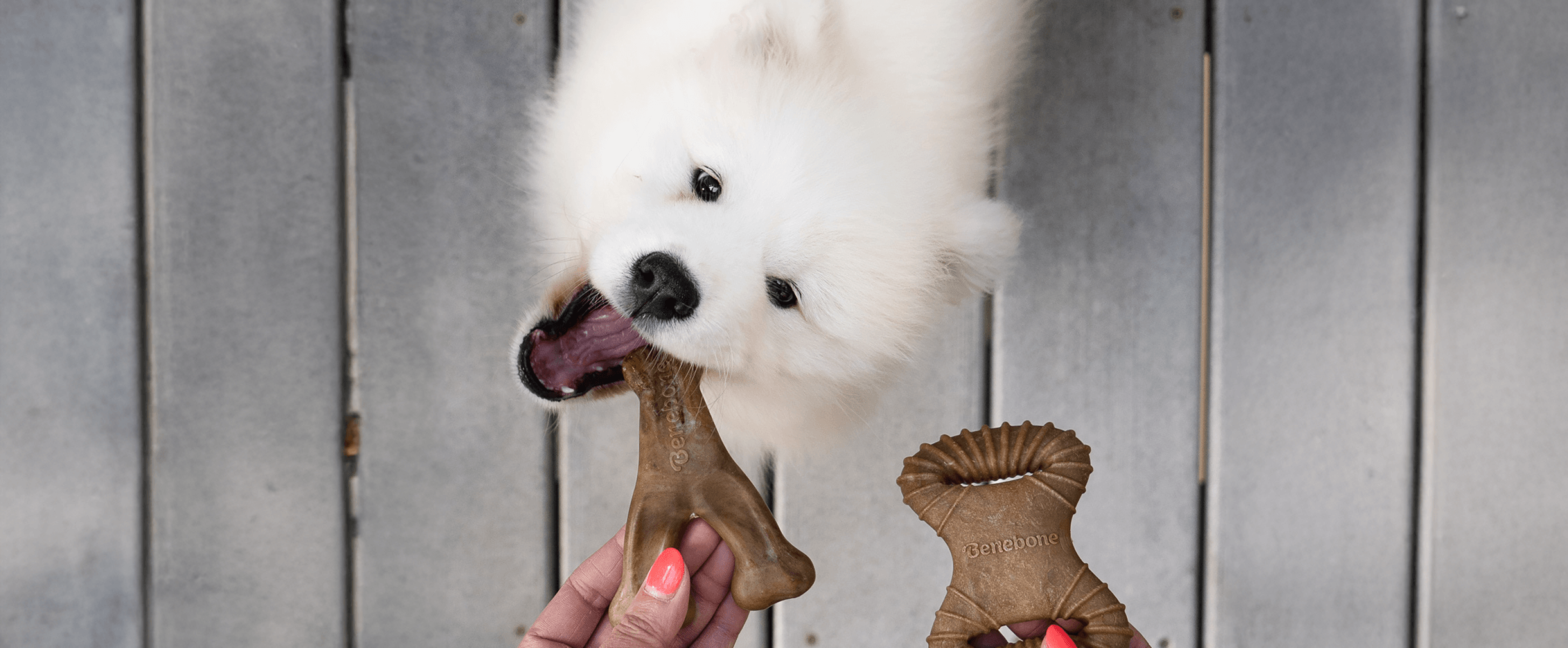 Overhead view of a pomeranian receiving a Benebone wishbone toy